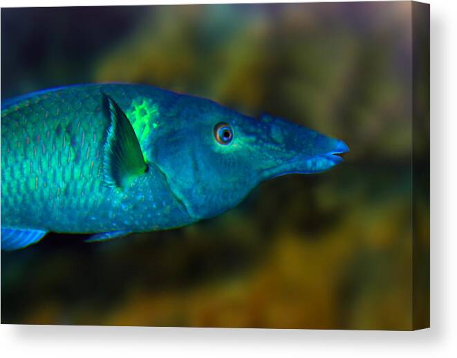 Bird Wrasse Canvas Print featuring the photograph Bird Wrasse by Anthony Jones