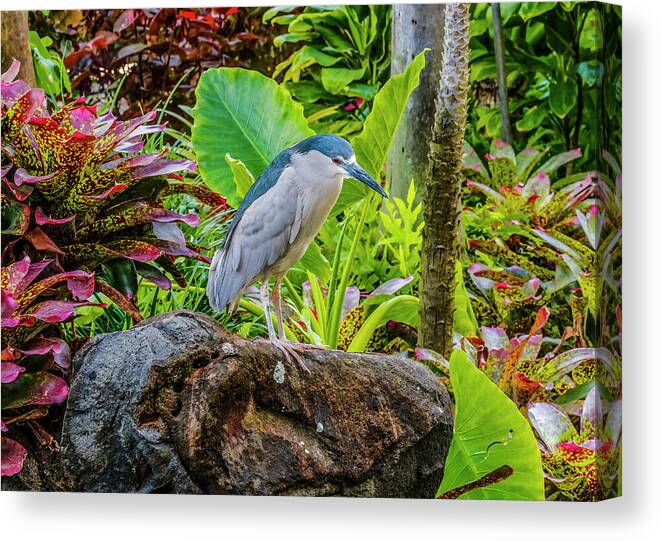 Avian Canvas Print featuring the photograph Black-crowned Night Heron Fishing by William Perry