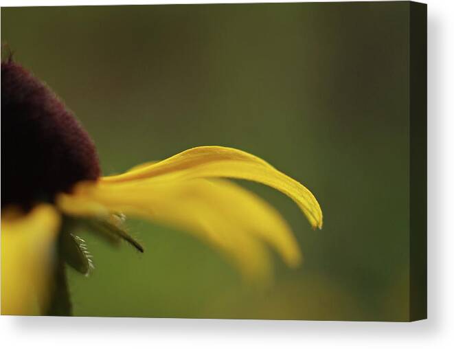 Black Eyed Susan Flower Canvas Print featuring the photograph Black Eye by Michelle Wermuth