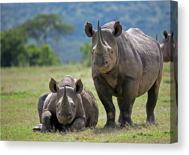 Horned Canvas Print featuring the photograph Black Rhino With Calf by Munib Chaudry
