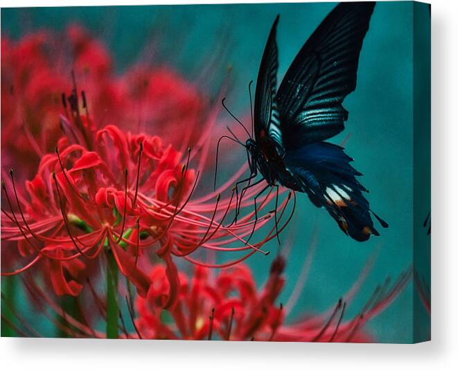 ???
????
Black Canvas Print featuring the photograph Black Swallowtail And Red Cluster Amaryllis by ?????