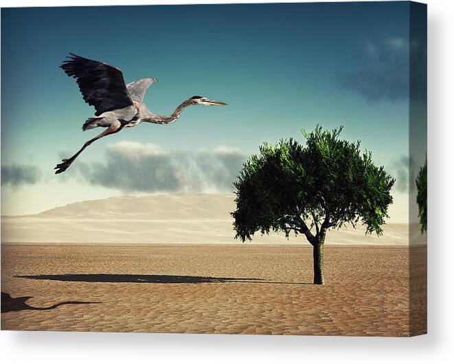 Shadow Canvas Print featuring the photograph Blue Heron Flying by Jody Trappe Photography