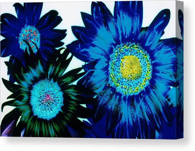 White Background Canvas Print featuring the digital art Blue Sunflowers by Steve Satushek