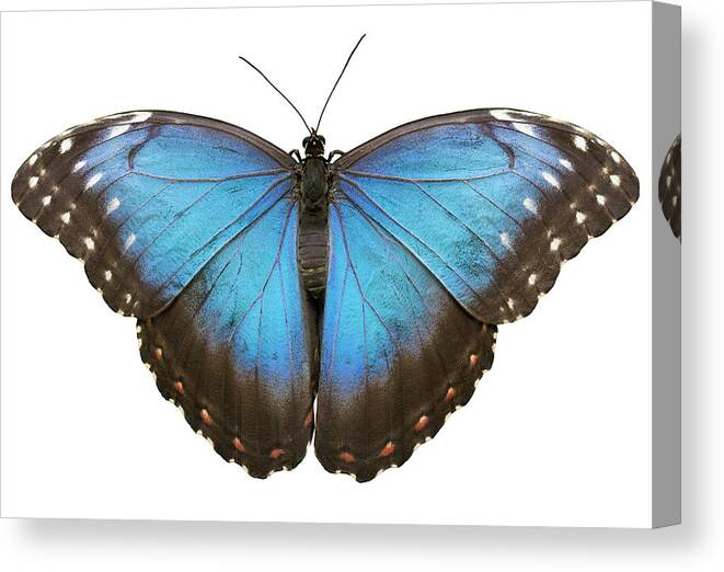 White Background Canvas Print featuring the photograph Blue Tropical Butterfly On White by Rinocdz