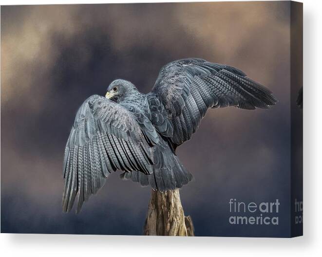 Black-chested Buzzard-eagle Canvas Print featuring the mixed media Blue Wings by Eva Lechner