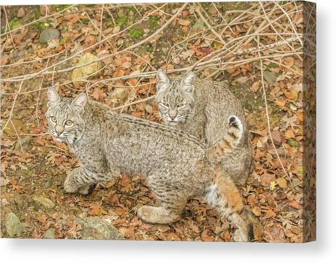 Usa Canvas Print featuring the photograph Bobcat Siblings by Marc Crumpler