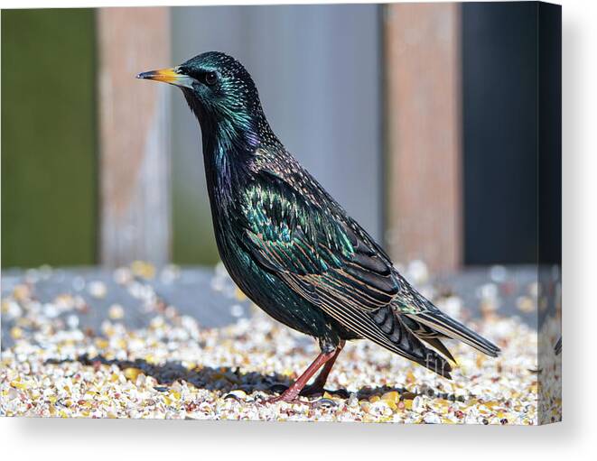 Starling Canvas Print featuring the photograph Bright Colors of the Starling Bird by Sandra J's