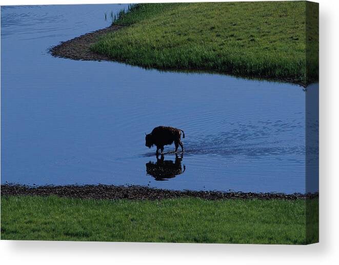 Grass Canvas Print featuring the photograph Buffalo Crossing River by Theo Allofs