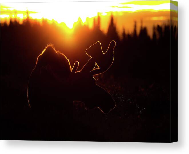 Moose Canvas Print featuring the photograph Bull Moose Sunrise by Gary Kochel
