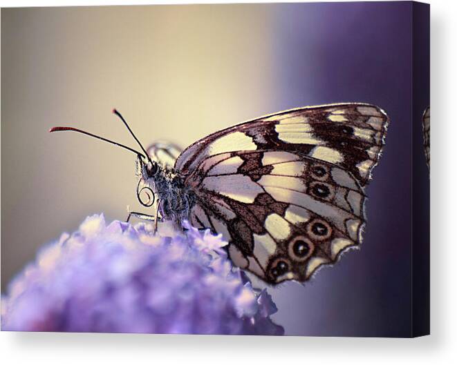 Purple Canvas Print featuring the photograph Butterfly by Mariclick Photography