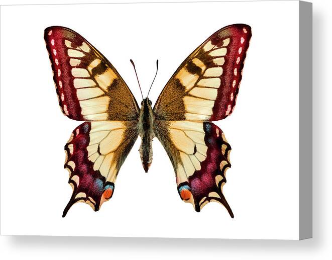 Curve Canvas Print featuring the photograph Butterfly by Trout55
