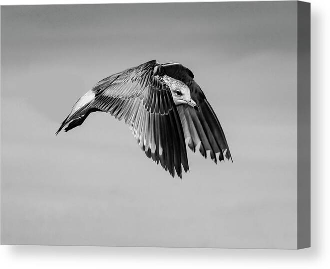Seabird Canvas Print featuring the photograph BW Gull In Flight by Cathy Kovarik