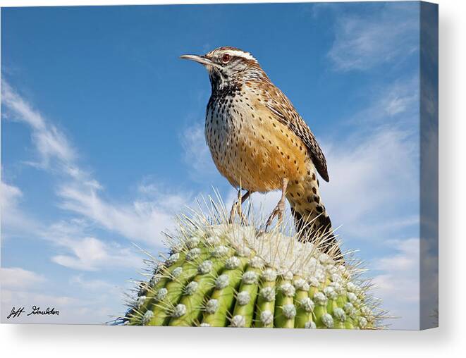Adult Canvas Print featuring the photograph Cactus Wren on a Saguaro Cactus by Jeff Goulden