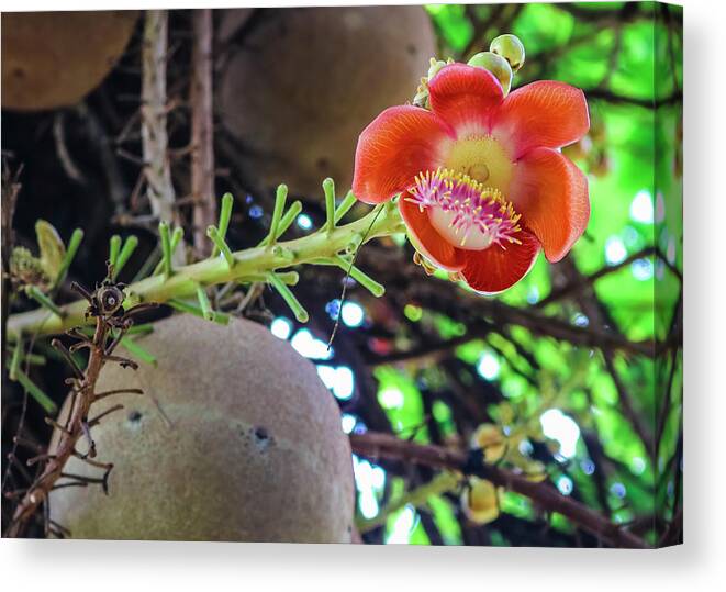 Cannonball Canvas Print featuring the photograph Cannonball Tree Flower by Robert Wilder Jr