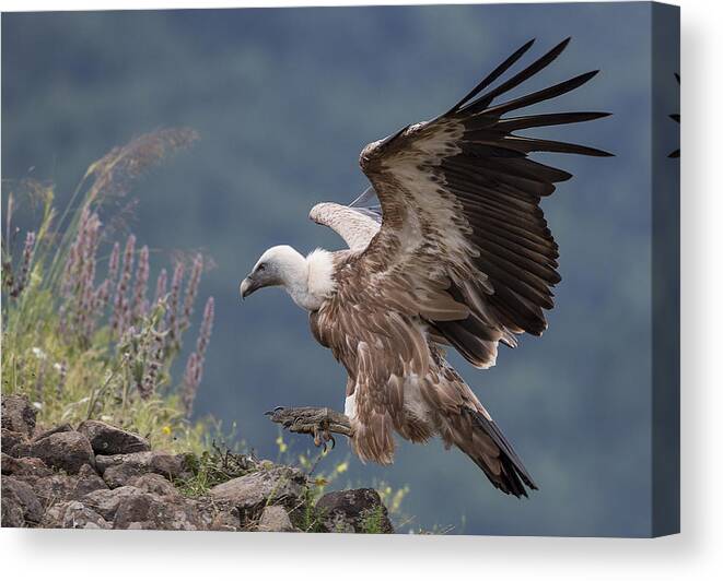 Vulture Canvas Print featuring the photograph Caperer by Zhecho Planinski / ???? ????????? /