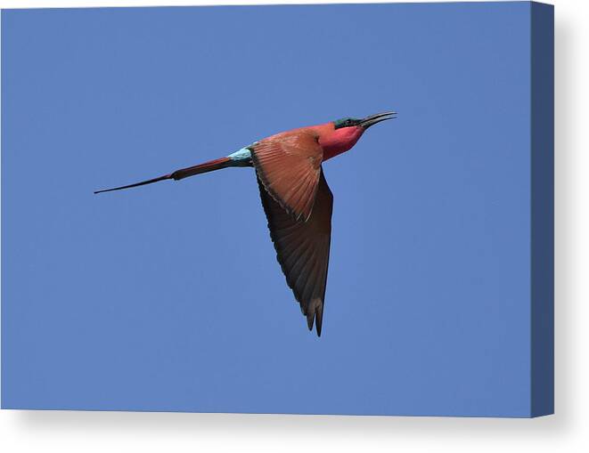 Bee-eater Canvas Print featuring the photograph Carmine Bee-Eater by Ben Foster