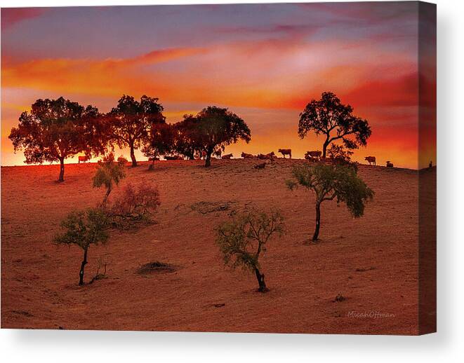 Cattle Canvas Print featuring the photograph Cattle at dusk by Micah Offman