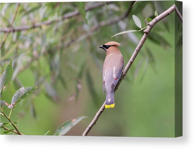Cedar Waxwing Canvas Print featuring the photograph Cedar Waxwing 2019-1 by Thomas Young