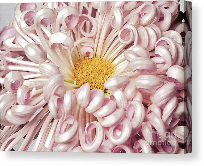 Flower Canvas Print featuring the photograph Chrysanthemum Satin Ribbon by Ann Jacobson