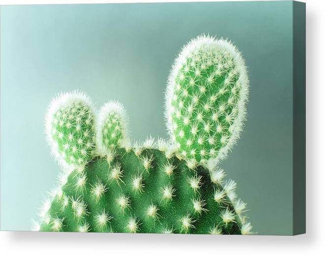 Sharp Canvas Print featuring the photograph Close-up Of A Thorny Cactus by Imagewerks