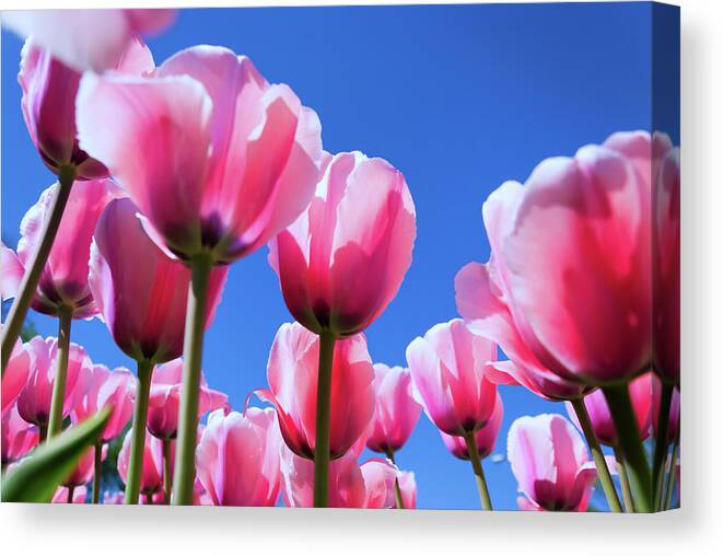 Cluster Of Pink Tulips Canvas Print featuring the photograph Cluster Of Pink Tulips by Anthony Paladino