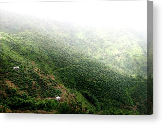 Natural Pattern Canvas Print featuring the photograph Coffee Plantation In Jamaica by © Rick Elkins