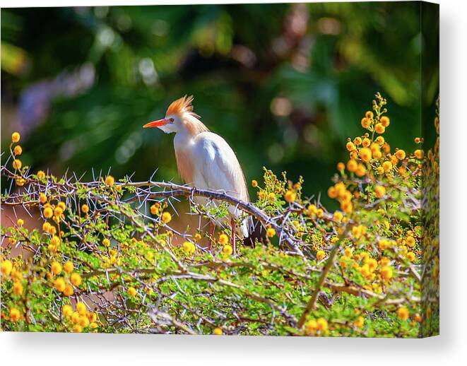 Egret Canvas Print featuring the photograph Colorful Cattle Egret by Anthony Jones