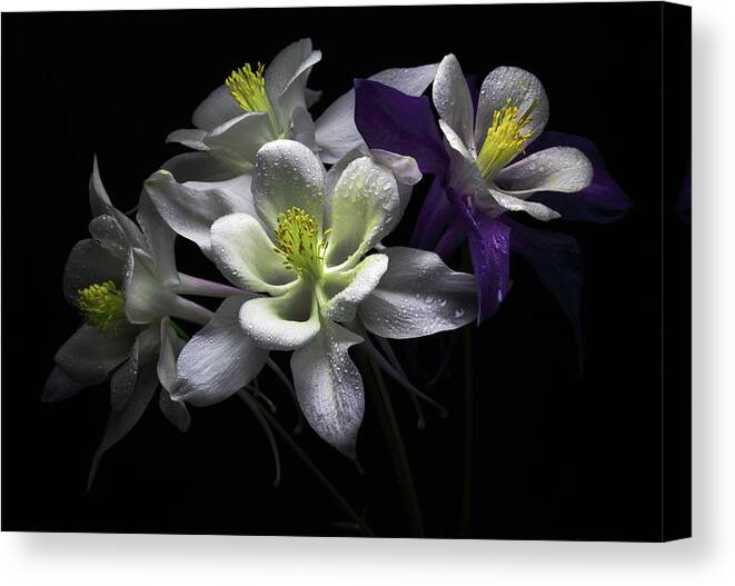 Black Background Canvas Print featuring the photograph Columbine Flowers by Flower Photography By Viorica Maghetiu