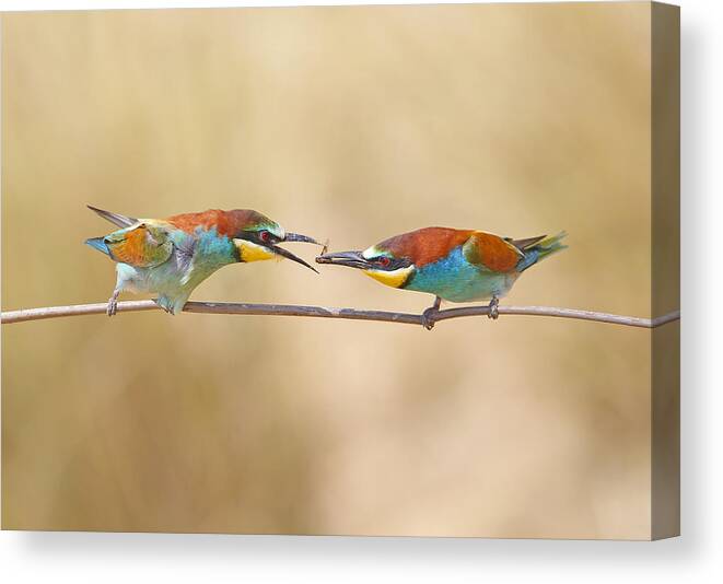 Bee Canvas Print featuring the photograph Common Bee-eater - Pair by Shlomo Waldmann
