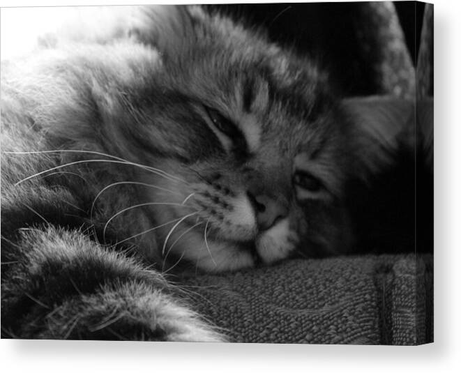Maine Coon Canvas Print featuring the photograph Contemplative by Jean Evans