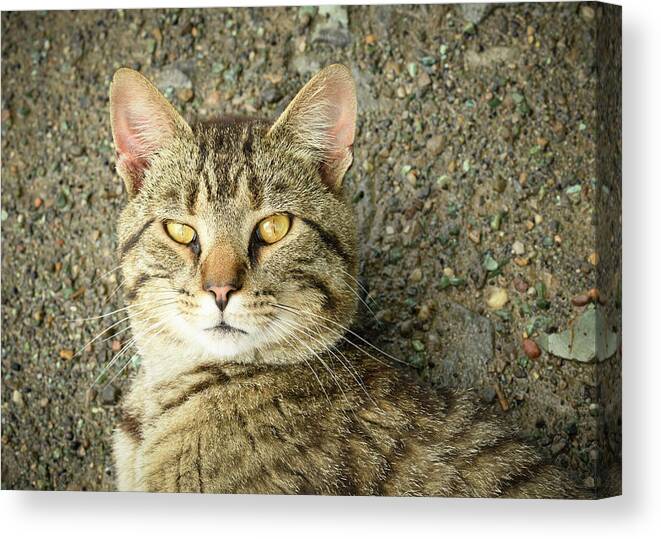 Cat Canvas Print featuring the photograph Cool Farm Cat by Holden The Moment
