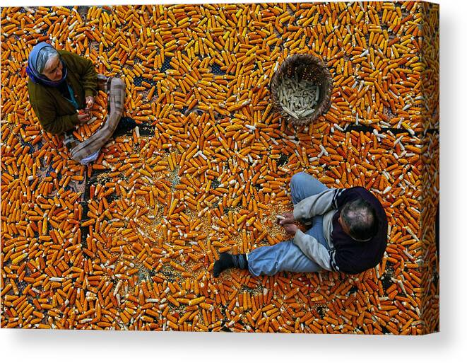 Corn Canvas Print featuring the photograph Corn by Mustafa Zengin