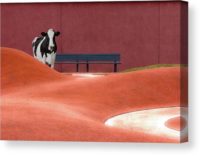 Animal Themes Canvas Print featuring the photograph Cow And Empty Bench by Christian Beirle González