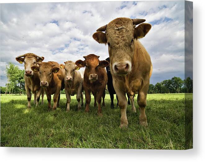 Animal Nose Canvas Print featuring the photograph Cow Attack by Cinoby