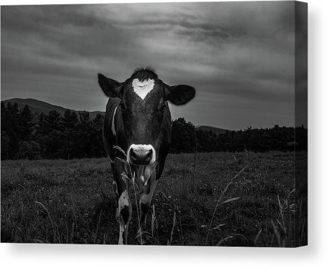 Cows Canvas Print featuring the photograph Cow by Bob Orsillo