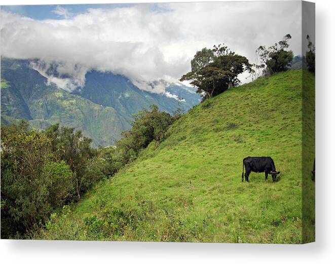 Grass Canvas Print featuring the photograph Cow Grazing On Hillside by Photography By Jessie Reeder