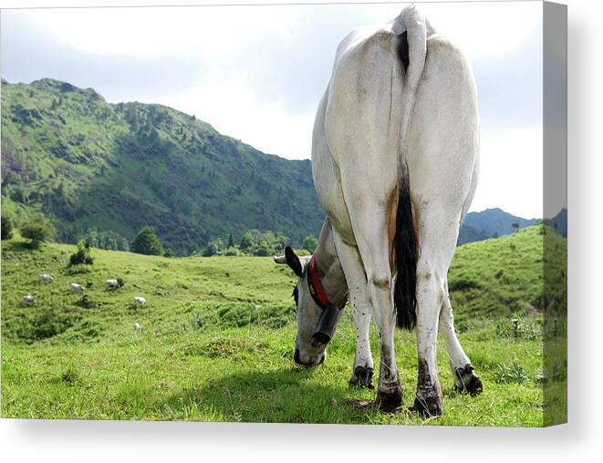 Grass Canvas Print featuring the photograph Cow by Gronimo