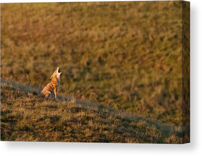 Coyote
Howl Canvas Print featuring the photograph Coyote Howl by Stephanie Becker