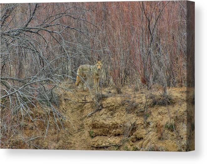 Coyote Canvas Print featuring the photograph Coyote in the Brush by Britt Runyon