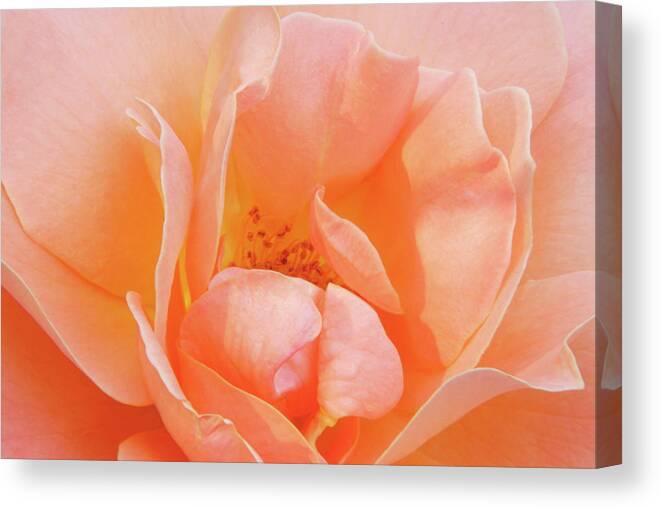 Flowers Canvas Print featuring the photograph Dad's Rose by Minnie Gallman