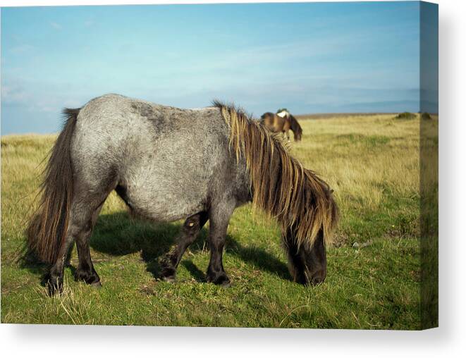 Horse Canvas Print featuring the photograph Dartmoor Pony by Asc Photography