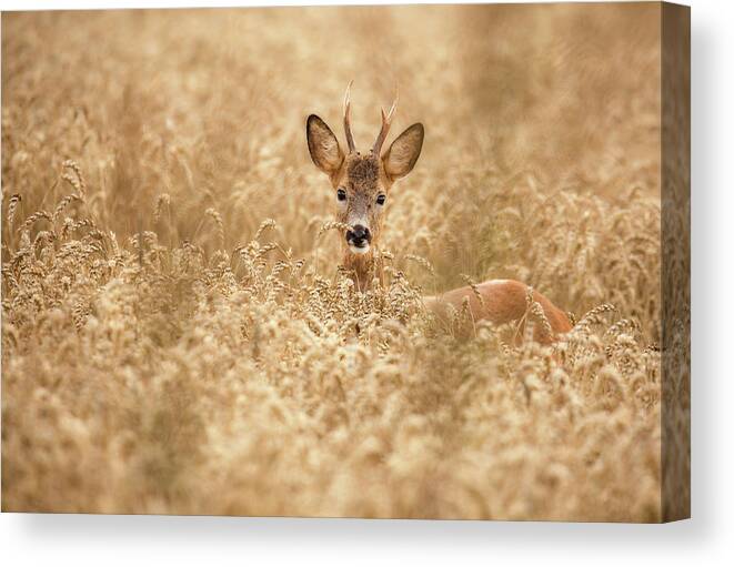 Deer Canvas Print featuring the photograph Deer In The Field by Allan Wallberg