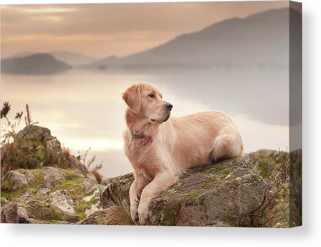 Grass Canvas Print featuring the photograph Dog At Sunset by Image Copyright Of S Turner