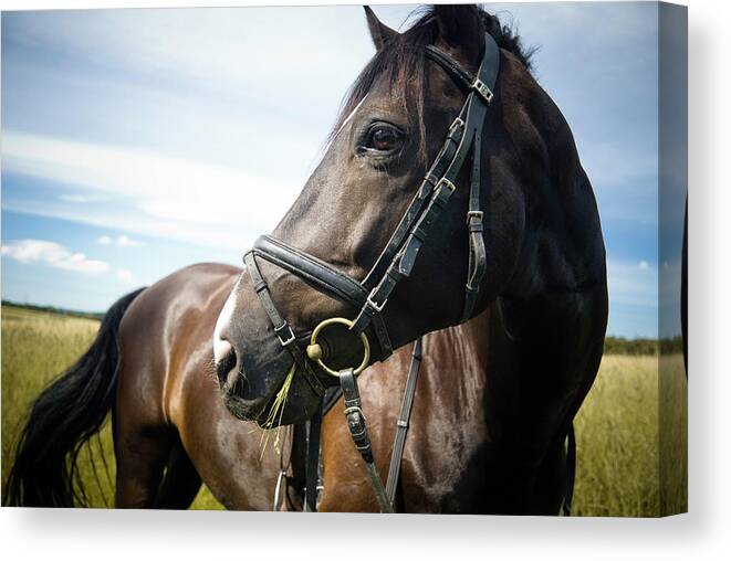 Horse Canvas Print featuring the photograph Dont Look Back by Pixalot