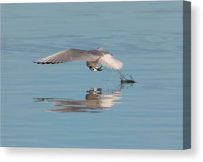 Loree Johnson Photography Canvas Print featuring the photograph Dropping in for a Snack by Loree Johnson