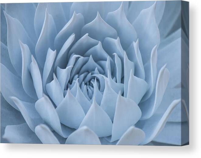Dudleya Canvas Print featuring the photograph Dudleya Anthonyi by Shelby Erickson