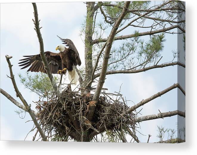 Wildlife Canvas Print featuring the photograph Eagle Landing by Doug McPherson