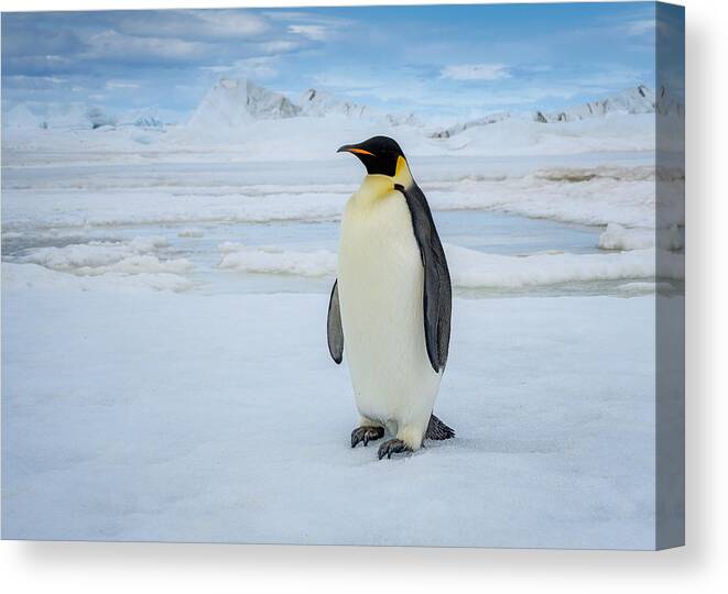 Emperor Canvas Print featuring the photograph Emperor Penguin by Siyu And Wei Photography