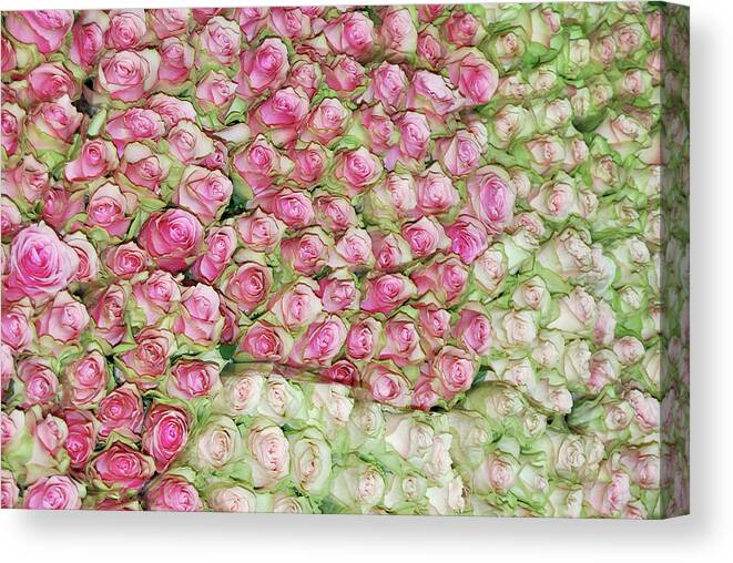 1936 Canvas Print featuring the photograph Empress Josephine's Roses by JAMART Photography
