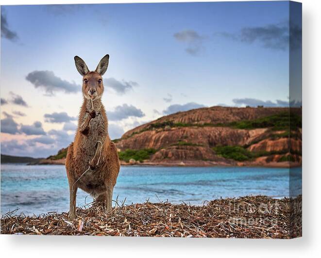 Grass Canvas Print featuring the photograph Esperance Kangaroo by Kesh West